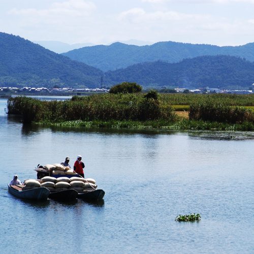 船でしか渡れない田んぼ！？琵琶湖に浮かぶ水田で栽培する酒米「渡船」の田植えをレポート！