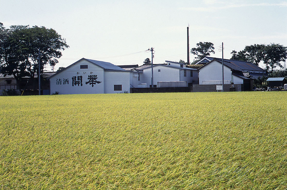 第一酒造　田んぼ